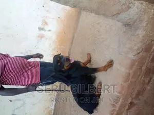 6-12 months Male Purebred Rottweiler