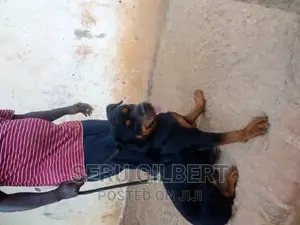 6-12 months Male Purebred Rottweiler