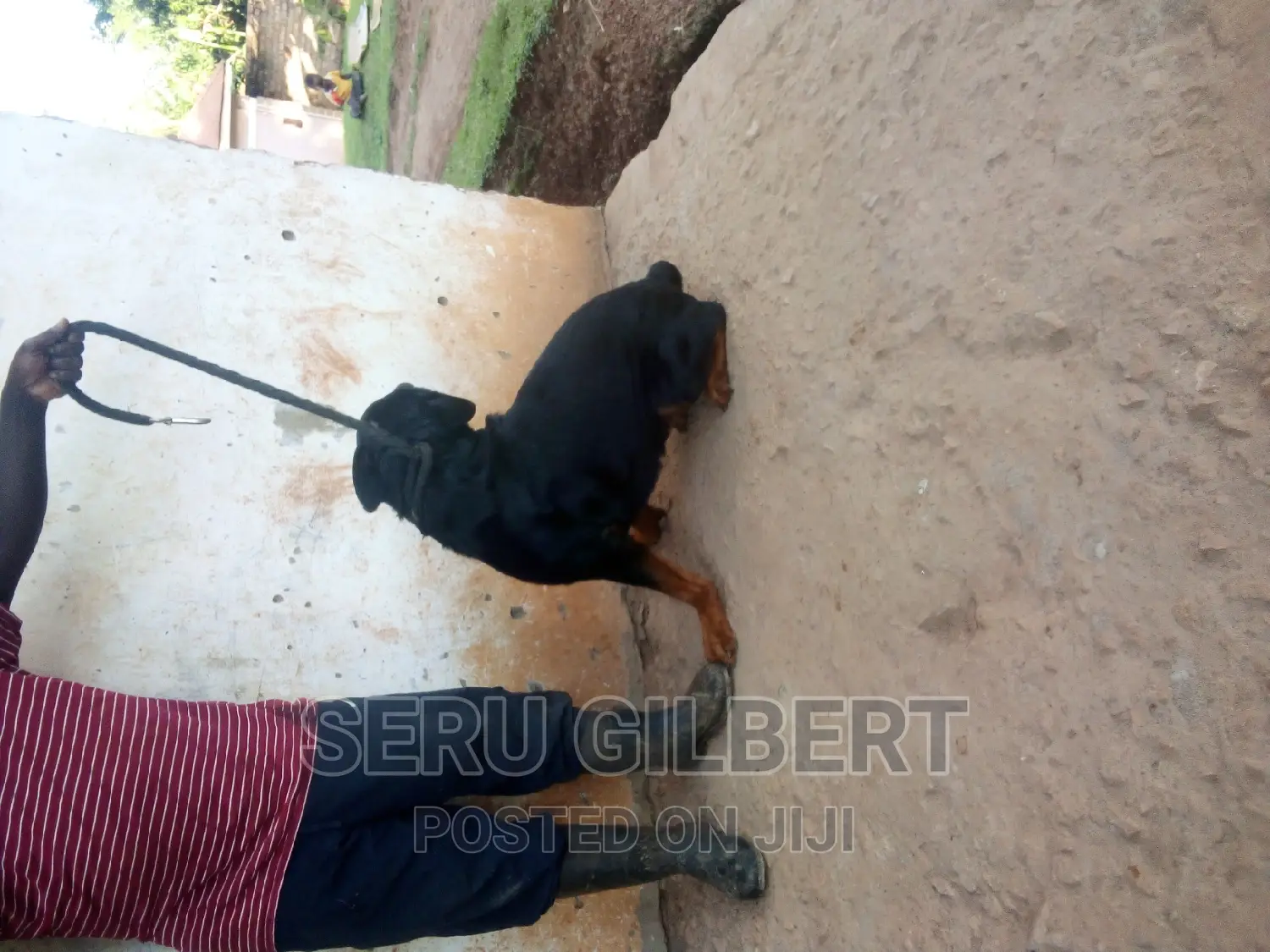 6-12 months Male Purebred Rottweiler