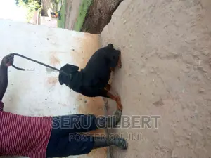 6-12 months Male Purebred Rottweiler