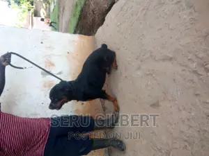 6-12 months Male Purebred Rottweiler