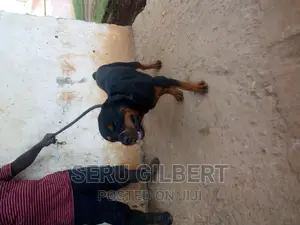 6-12 months Male Purebred Rottweiler