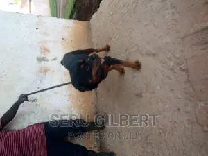 6-12 months Male Purebred Rottweiler