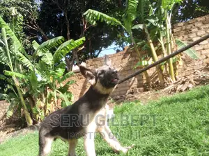 3-6 months Male Purebred German Shepherd