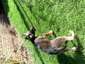 3-6 months Male Purebred German Shepherd