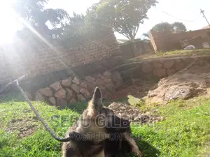 3-6 months Male Purebred German Shepherd