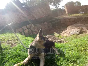 3-6 months Male Purebred German Shepherd