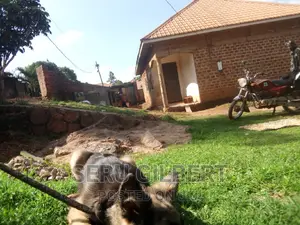 3-6 months Male Purebred German Shepherd
