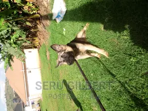 3-6 months Male Purebred German Shepherd