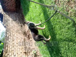3-6 months Male Purebred German Shepherd