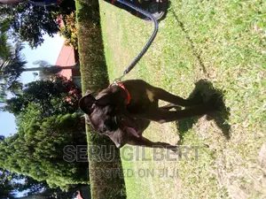 3-6 months Female Purebred Boerboel
