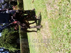 3-6 months Female Purebred Boerboel