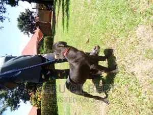 3-6 months Female Purebred Boerboel