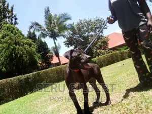 3-6 months Female Purebred Boerboel