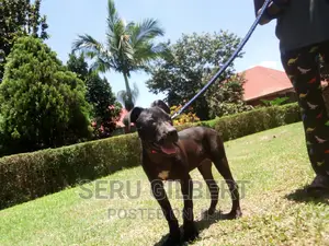 3-6 months Female Purebred Boerboel
