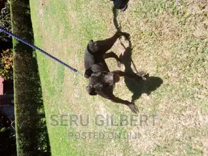 3-6 months Female Purebred Boerboel