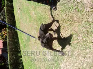 1-3 months Female Purebred Boerboel