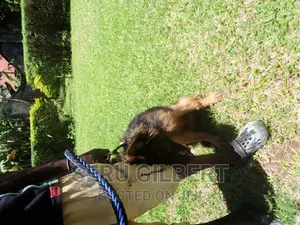 3-6 months Male Purebred German Shepherd