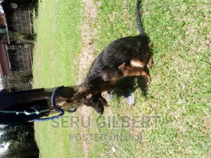3-6 months Male Purebred German Shepherd
