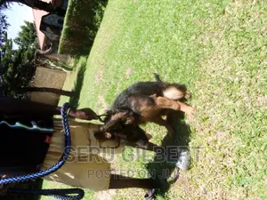 3-6 months Male Purebred German Shepherd