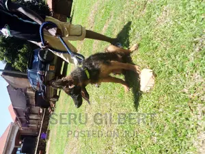 6-12 months Male Purebred German Shepherd