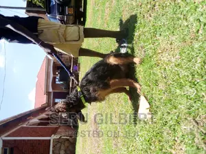 3-6 months Male Purebred German Shepherd