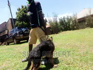 3-6 months Male Purebred German Shepherd