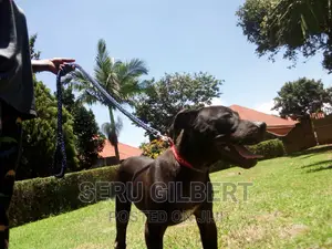 3-6 months Female Purebred Boerboel