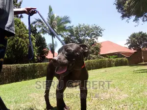 3-6 months Female Purebred Boerboel