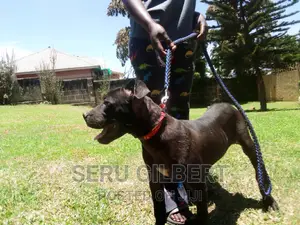 3-6 months Female Purebred Boerboel