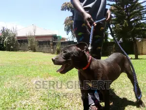 3-6 months Female Purebred Boerboel