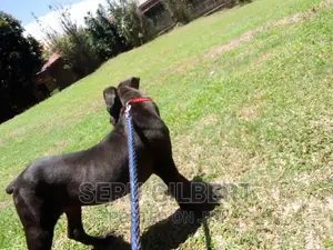 3-6 months Female Purebred Boerboel
