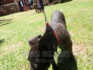3-6 months Female Purebred Boerboel