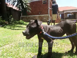 3-6 months Male Purebred Boerboel