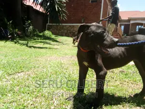 3-6 months Female Purebred Boerboel
