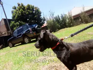 3-6 months Female Purebred Boerboel
