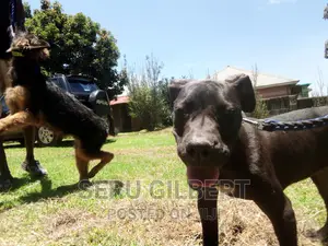 3-6 months Female Purebred Boerboel