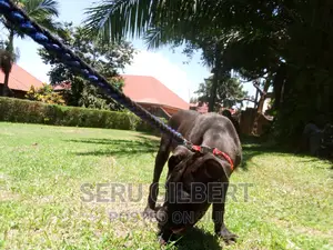 3-6 months Male Purebred Boerboel