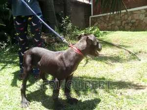 3-6 months Female Purebred Boerboel
