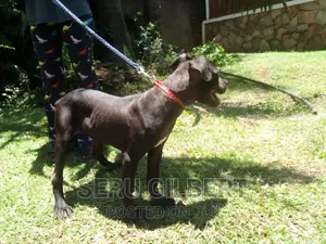 3-6 months Female Purebred Boerboel