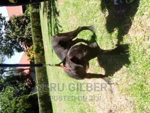 3-6 months Female Purebred Boerboel