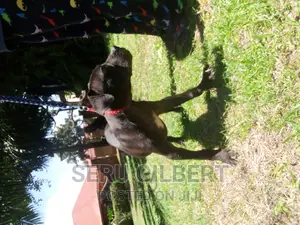 3-6 months Female Purebred Boerboel