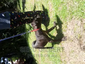 3-6 months Female Purebred Boerboel