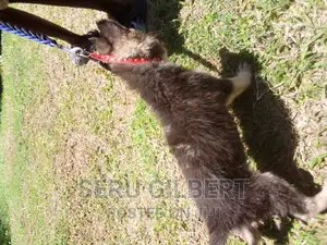 1-3 months Male Purebred German Shepherd