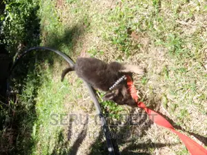 3-6 months Male Purebred German Shepherd