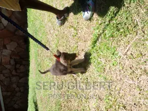 3-6 months Male Purebred German Shepherd
