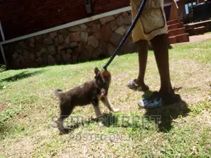 3-6 months Female Purebred German Shepherd