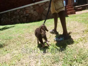 3-6 months Male Purebred German Shepherd