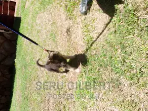 3-6 months Female Purebred German Shepherd