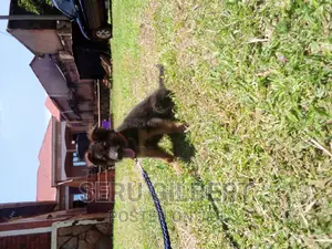 3-6 months Male Purebred German Shepherd